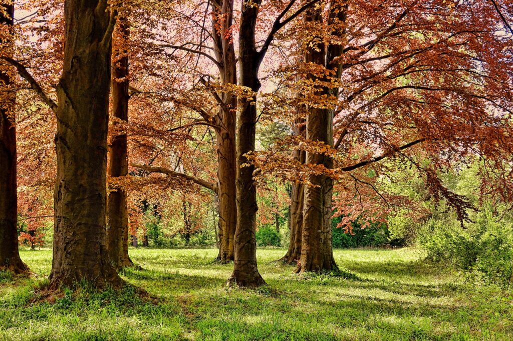 bomen