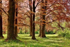 bomen